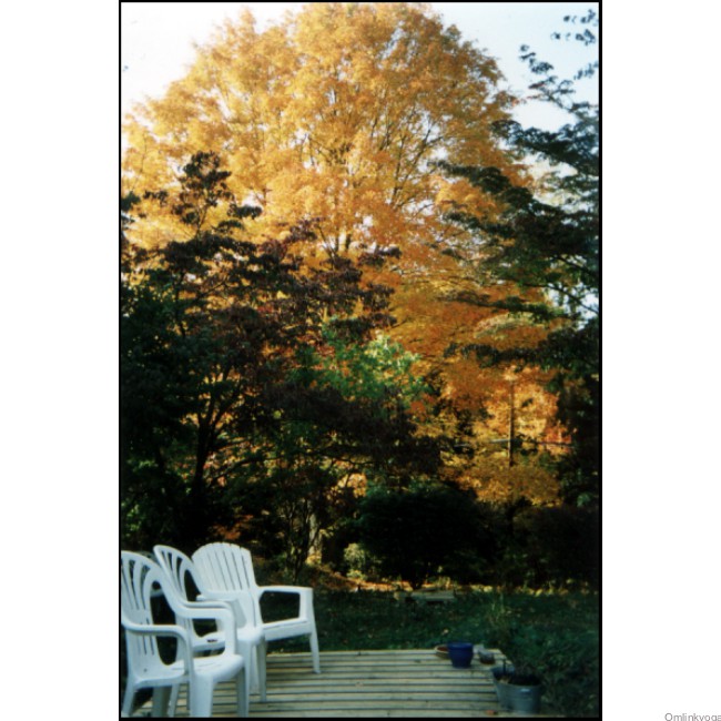 Autumn scenes from the grounds of OMLINK - the Studio for Yoga Synthesis.