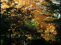 Autumn scenes from the grounds of OMLINK - the Studio for Yoga Synthesis.